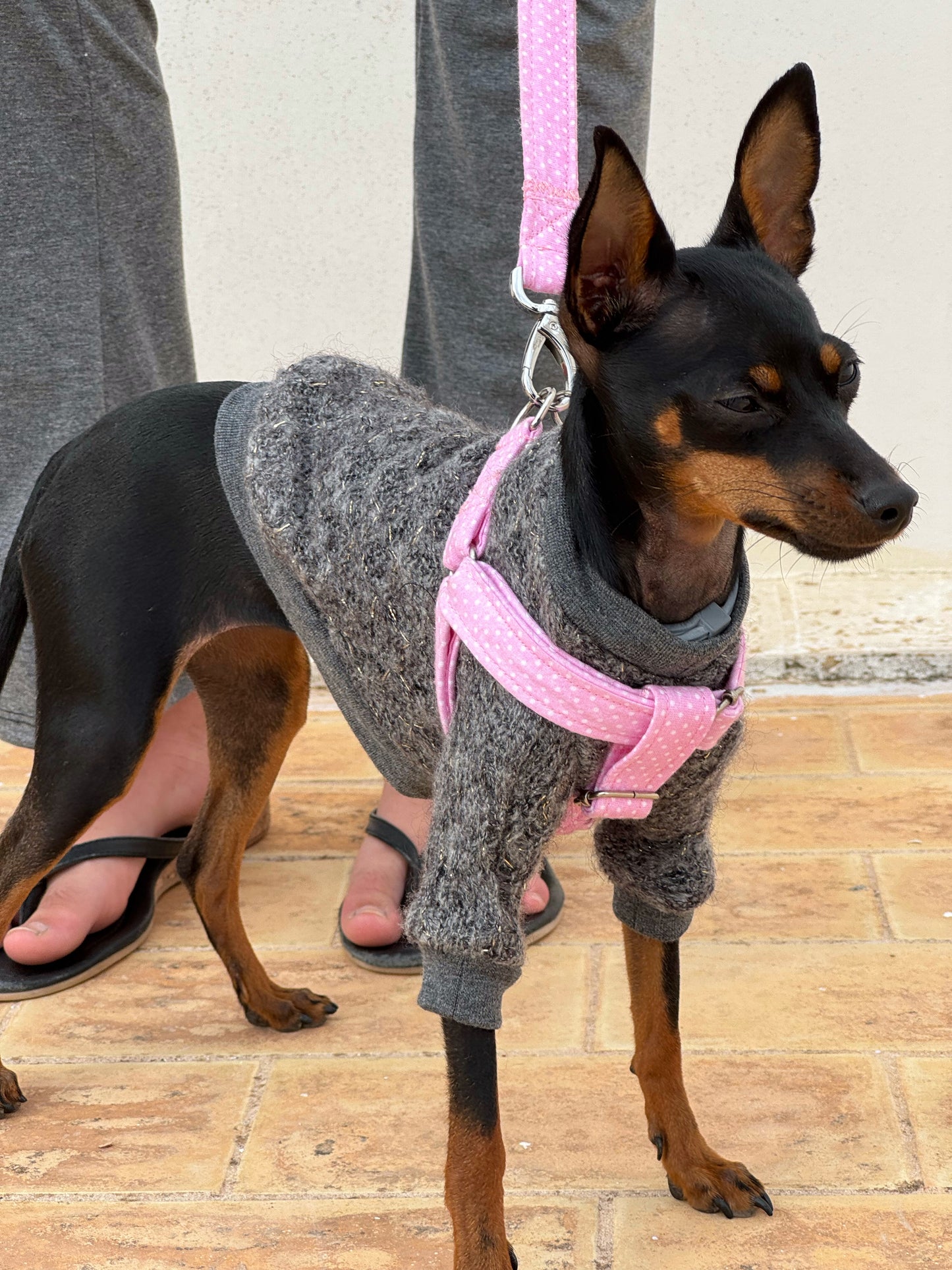 "Pink Triana" Dog harness